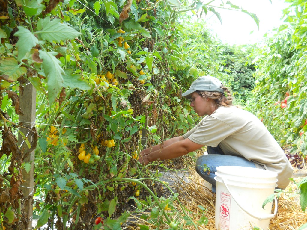 DSCN0817 Danni in the tomatoes